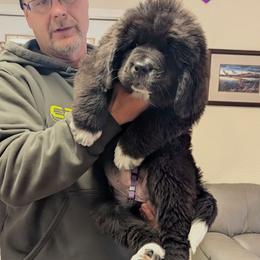 Female 4 Purple Collar - White and black female Newfoundland puppy in Burfordville, Missouri from Umfleet Farms
