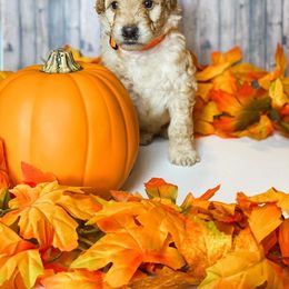 Goldendoodle Puppies from Zink Doodles