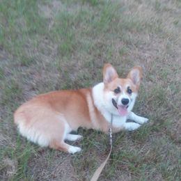 Roscoe - Pembroke Welsh Corgi