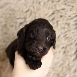 Lavender - Chocolate female Australian Labradoodle puppy in Williamstown, New York from Lewis Manor Labradoodles