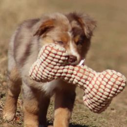 Miniature Australian Shepherds and Toy Australian Shepherds from Prickly Pear Pups