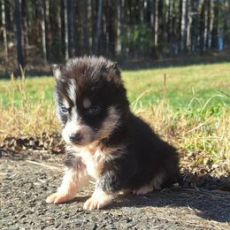 Shadow - Black tan and white male Siberian Husky puppy in Vale, North Carolina from Sirens Song Siberian Huskies