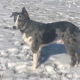 Thor - Border Collie