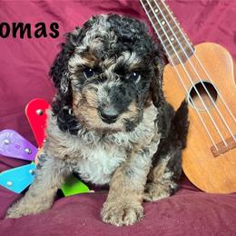 Thomas - Blue merle male Bernedoodle puppy in Spring Valley, Wisconsin from Filipiak Breeders