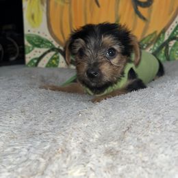 Willie - Black and tan male Yorkshire Terrier puppy in Strunk, Kentucky from Hip Hoppin Yorkies