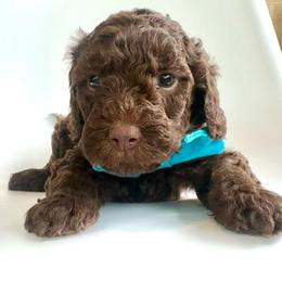 Waffles - Chocolate male Goldendoodle puppy in Pulaski, Tennessee from Doodle My Heart