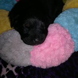 Australian Shepherd Puppies from Southern Boy Blues Aussies