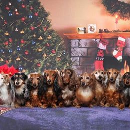 Dachshund All Grown Up from Kenmar Hounds