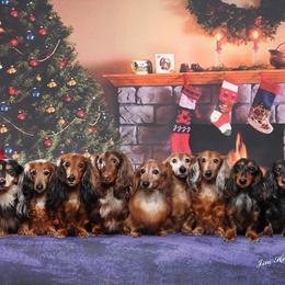 Dachshund All Grown Up from Kenmar Hounds
