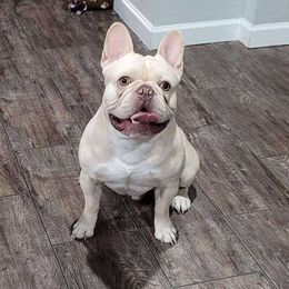 Boss - French Bulldog