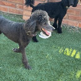 Goldendoodle Puppies from Arizona Doodles