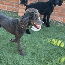 Goldendoodle Puppies from Arizona Doodles