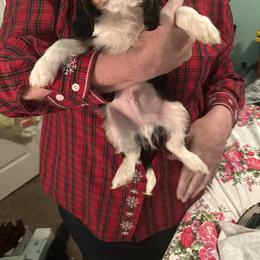 Barron Maximillian (Jason) - Tri-color male Cavalier King Charles Spaniel puppy in Broken Arrow, Oklahoma from Cavalier King Charles Heartland