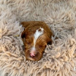 Dolly - Red female Australian Labradoodle puppy in Wamego, Kansas from Doodles of Oz