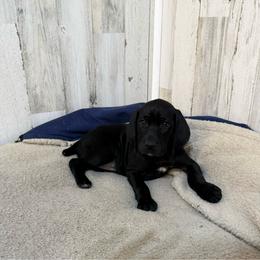 Solid black female - Black female German Shorthaired Pointer puppy in Caro, Michigan from Freemans' GSP's