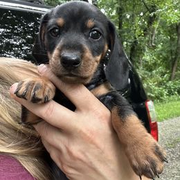 Dachshund Puppies from Freyja’s Legacy Dachshunds