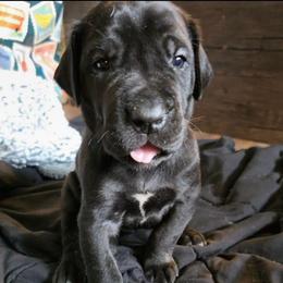 JANET Black brindle point - Black female Great Dane puppy in Port Clinton, Ohio from LakeSide Danes