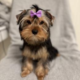 Lucy - Blue and gold female Yorkshire Terrier puppy in Portland, Oregon from Bohemian Beauty Yorkshire Terrier