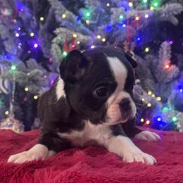 Barney - Black brindle and white male Boston Terrier puppy in North Carolina from H & H Boston Terriers