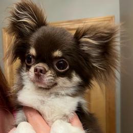 Rocky - Chocolate and tan male Chihuahua puppy in Michigan from Fanciful Thrills Kennel