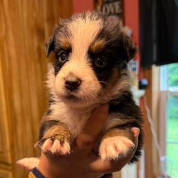 Tater tot - Black tri-color female Australian Shepherd puppy in Altmar, New York from E&C Australian Shepherds