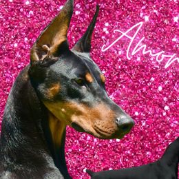 Amora - Doberman Pinscher