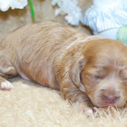 Jazzy - Fawn (Isabella) female Dachshund puppy in Bellville, Ohio from JK Mini Doxies
