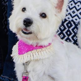 West Highland White Terriers from Gina's Westie Pups