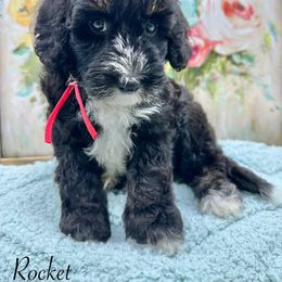 Rocket - Tri-color male Bernedoodle puppy in Thornville, Ohio from Four Front Doodles & Friends