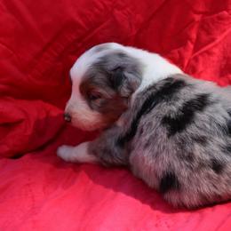 Tostito - Blue merle female Australian Shepherd puppy in Laurel, Mississippi from Reeves Australian Shepherds