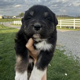 Brooks - Black tri-color male Australian Shepherd puppy in Bainbridge, Ohio from CK Aussies