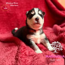 Magnolia - Black and white female Siberian Husky puppy in Sherwood, Oregon from Whiskey River Siberians