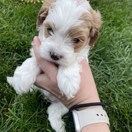 Cavapoo Puppies from Ellas.Pups