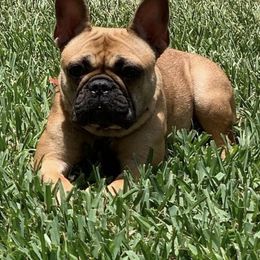 French Bulldogs from Touché Frenchie