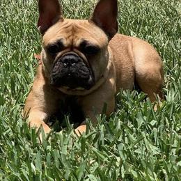 French Bulldogs from Touché Frenchie