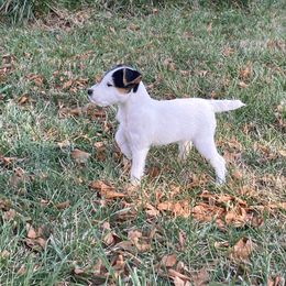 Jack Russell Terrier Puppies from Brigadoon Farm