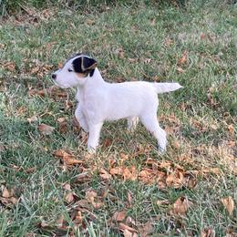 Jack Russell Terrier Puppies from Brigadoon Farm
