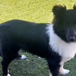 Shetland Sheepdogs from Irma's Shetland Sheepdogs