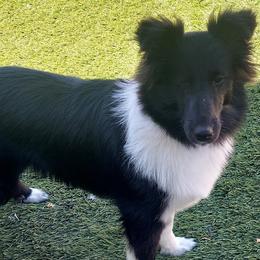 Shetland Sheepdogs from Irma's Shetland Sheepdogs