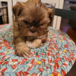 Shih Tzu Puppies from Tammy's Shihtzu Shack