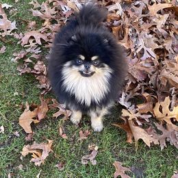 Merlin - Pomeranian