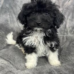 Clyde - Black & white male Maltipoo puppy in Lancaster, Kentucky from Dream Paws Puppies, LLC