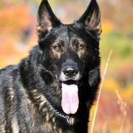 Judah - German Shepherd