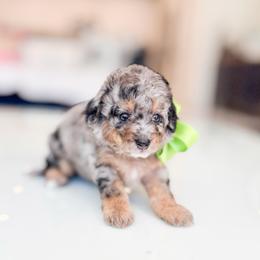 Radius - Merle male Bernedoodle puppy in Ontario, California from Teddy Doodles & Standard Poodles