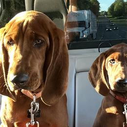 Redbone Coonhounds from Redbone Ranch