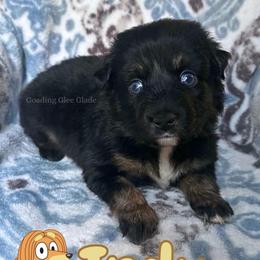 Indy - Black tri female Miniature American Shepherd puppy in Millington, Tennessee from Goading Glee Glade