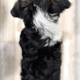 Biewer Terrier and Yorkshire Terrier Puppies from Coastal Yorkshire Terrier Yorkies & Biewer Terriers