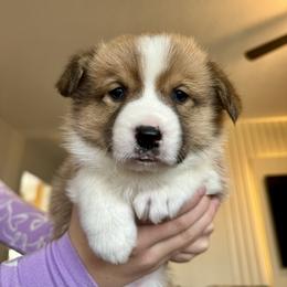 Pibbles - Sable male Pembroke Welsh Corgi puppy in Butte Meadows, California from Julia's Pembroke Welsh Corgis