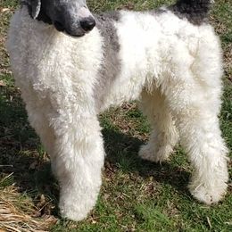 Poodles and Sheepadoodles from PC Pampered Parti's