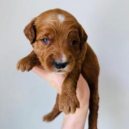 Hunter - Red  male Goldendoodle puppy in Auburn, Indiana from Martin’s Doodles